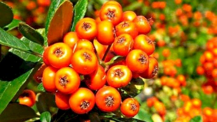 Alıçın faydaları nelerdir? Alıç neye iyi gelir?